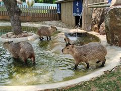 -无锡动物园·太湖欢乐园