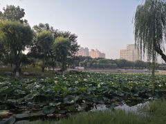 -后襄河公园