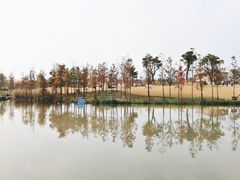 -上海长兴岛郊野公园