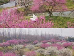 -花开海上生态园