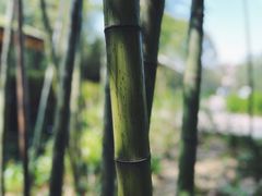 -重庆雨台山风景区