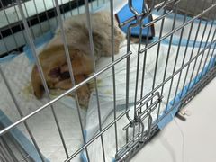 -嘉馨宠物医院·CT影像转诊·心脏科·犬猫全科诊疗中心(下沙大学城院区)