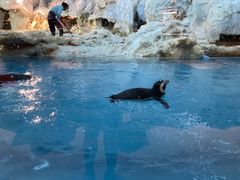 -帝企鹅自助餐厅•儿童岛•真企鹅(长隆企鹅酒店)