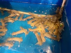 -华盛丰温州大排档(东三环南路店)