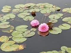 -莲花池公园