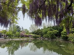 -嘉定紫藤园