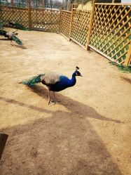 -萌宠亲子动物乐园(槐房万达店)