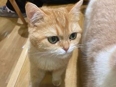 -滚猫咖啡·猫咖·猫友好撸猫(未来城店)
