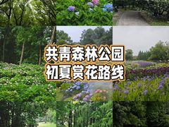 -上海共青森林公园
