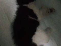 -子乐宠物医院