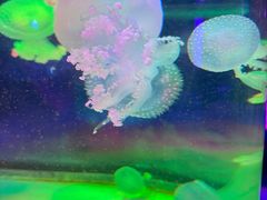 -左海海底世界