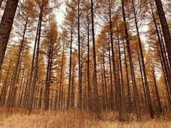 -塞罕坝国家级自然保护区