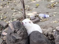 -石家庄市动物园