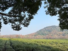 -中国茶叶博物馆(双峰馆区)