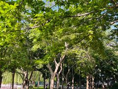 -莲花池公园