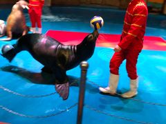 -烟台海昌鲸鲨海洋公园