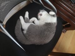 -萌兽医馆·绝育·24小时内科·宠物医院(德胜店)
