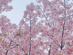 -顾村公园