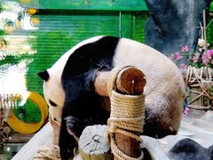 -灵玲国际马戏城