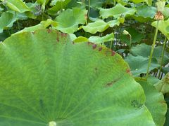 -武汉紫薇都市田园