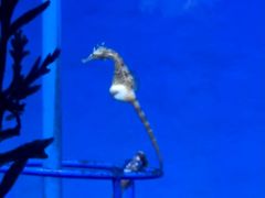 -上海海洋水族馆