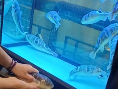 -肆月河豚·淮扬菜·湘菜(华天店)