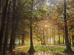 -溱湖国家湿地公园
