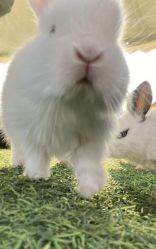 -萌宠亲子动物乐园(槐房万达店)