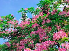 -中山市树木园