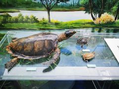 -国家自然博物馆