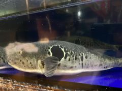 -鳗匠.日本料理店(上夼美食街店)