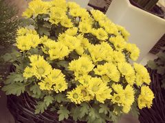 -秦美花卉(天朗·莱茵小城2期店)