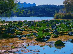 -昆山城市生态森林公园