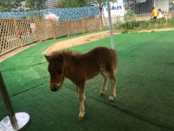 -萌宠亲子动物乐园(槐房万达店)