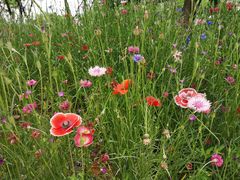 -盘龙城国家考古遗址公园