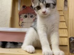 -爱侣·安琦尔宠物医院·中兽医针灸·心内科·狂犬免疫点(宝山区院)