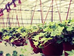 iphone_upload_pic-上海鲜花港