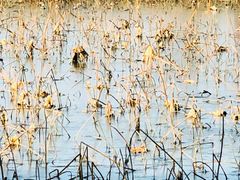 -上膳源有机农场