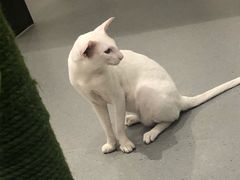 -飞行喵MR PILOT|猫舍·猫咖(静安大融城店)