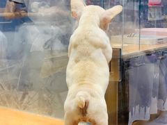 -狗道宠物(常熟印象城店)