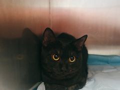 -瑞派福兴宠物医院犬猫全科·骨科·中西医结合(河东店)