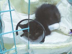 -瑞派宠物医院·24小时骨科·心脏·核磁(哈尔滨南岗店)