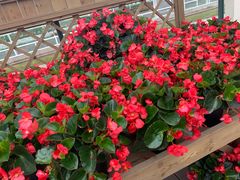 -保尔卓美园艺有限公司