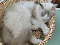 -怪兽屋·羊驼·猫咖·狗咖(俊华广场店)
