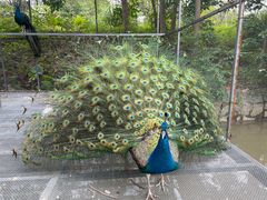 -福建鲤鱼洲酒店