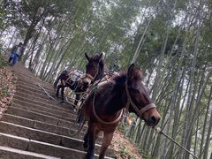 -西湖风景区十里琅珰-五云山