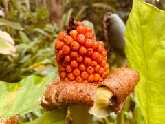 -中国科学院西双版纳热带植物园