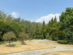 -合肥滨湖国家森林公园