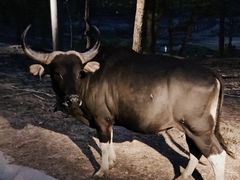 -清迈夜间动物园