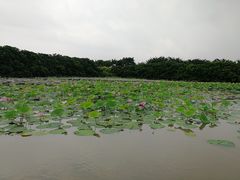 -大湾区中央湿地公园